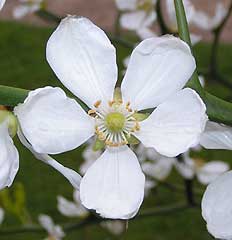 Poncirus trifoliata flower